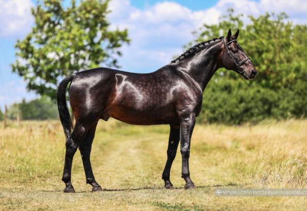 6295 Hajdúböszörmény Nonius-220 Csatár
