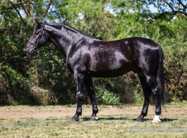 6189 Hortobágy Nonius-81 Ballada