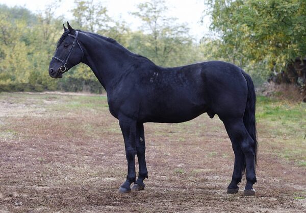 4584 Nonius XVII-64 Betyár