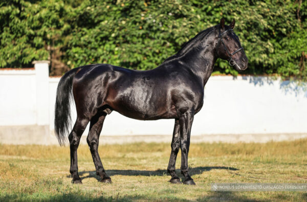 5651 Elek Nonius-163 Tatár