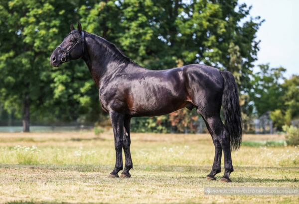 5898 Mezőhegyes Nonius-18 Viking