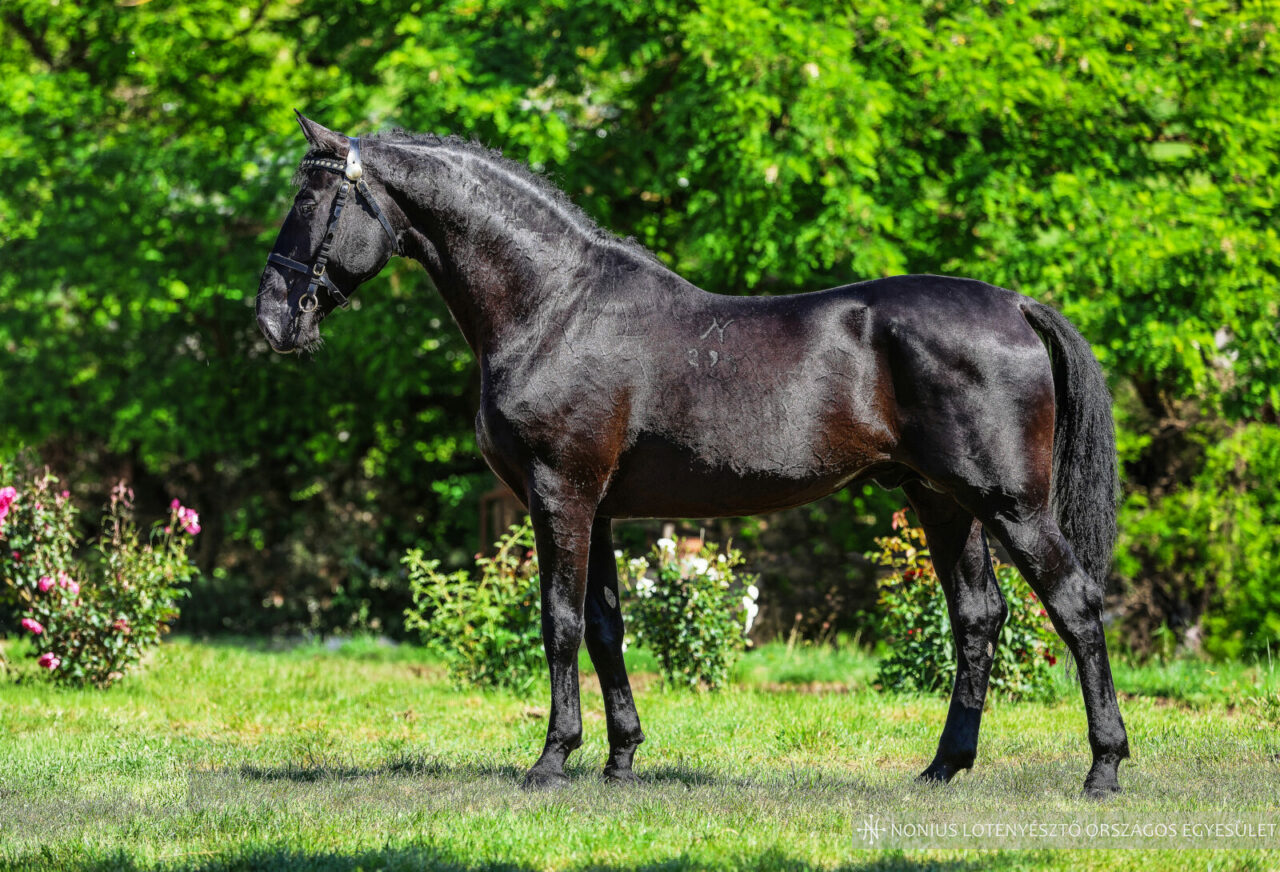 6800 Tolna Nonius-291 Favori