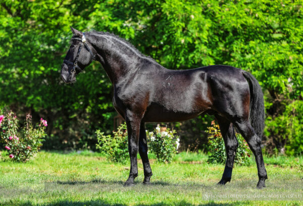 6800 Tolna Nonius-291 Favori