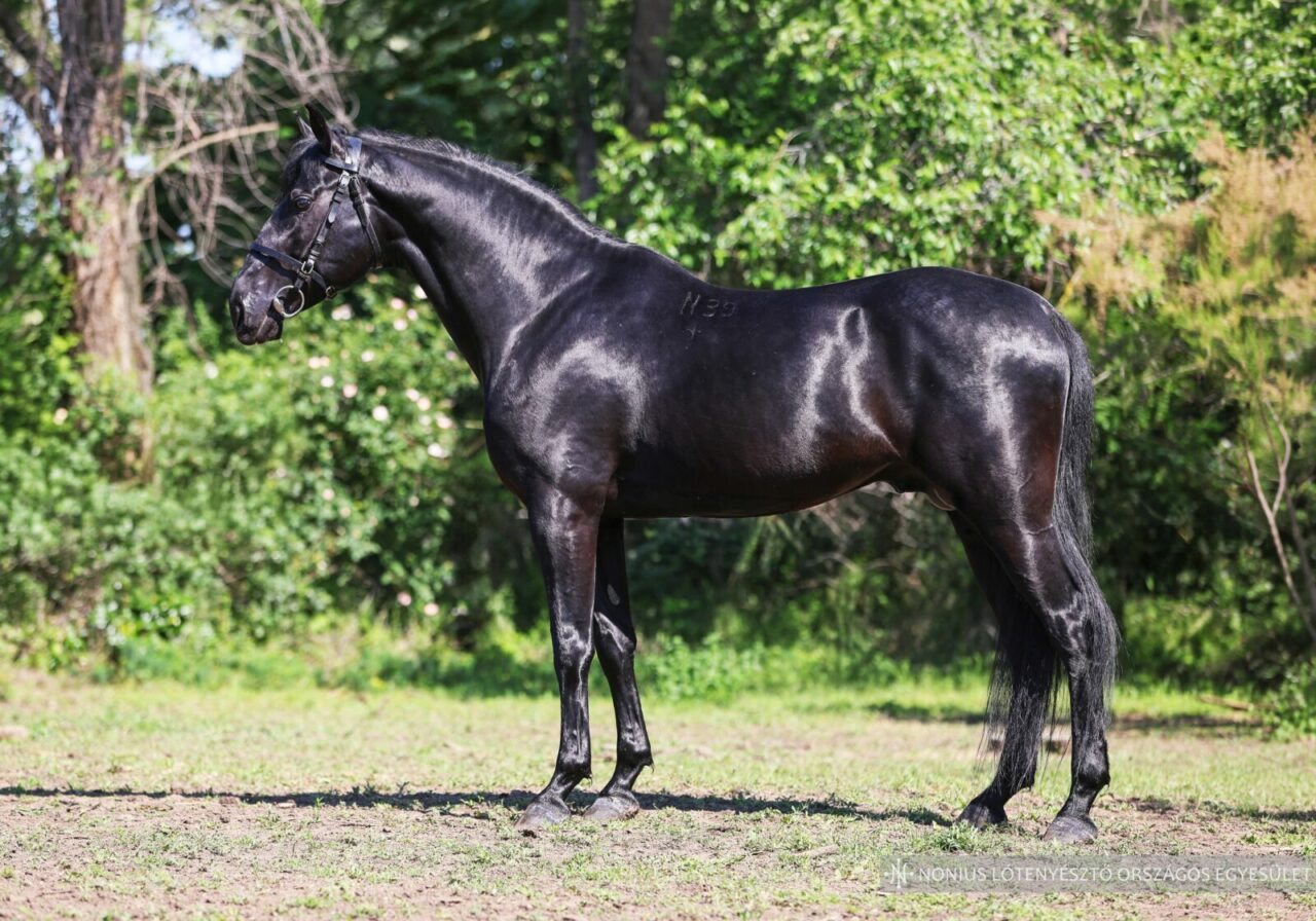 7123 Nonius 39-28