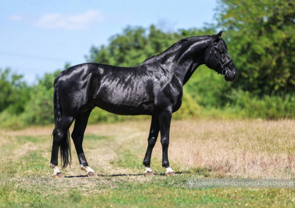 6955 Püspökladány Nonius-218 Figaró
