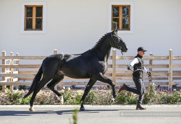 Hortobágy Nonius-75 Ipoly