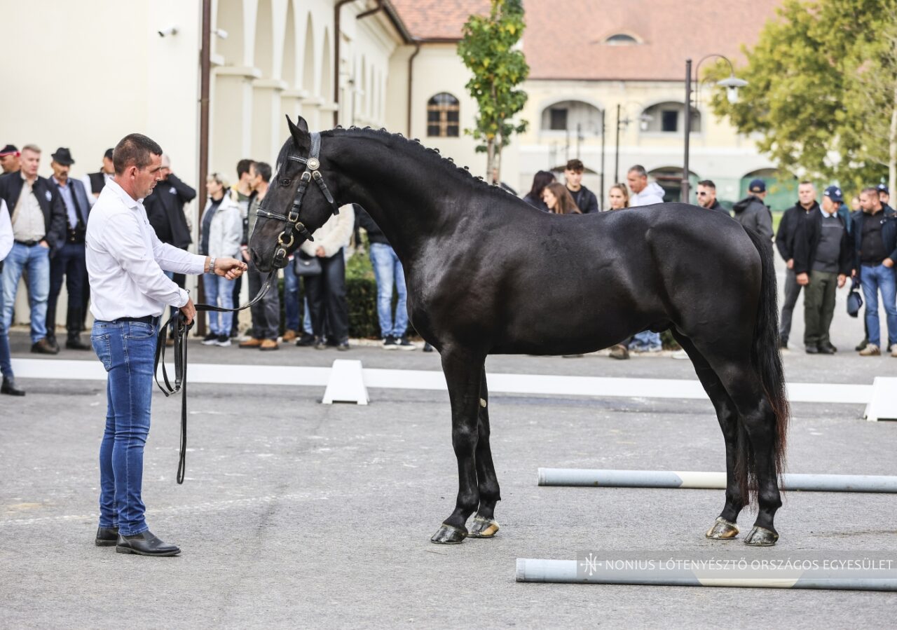 Olaszfa Nonius-194 Hóbort