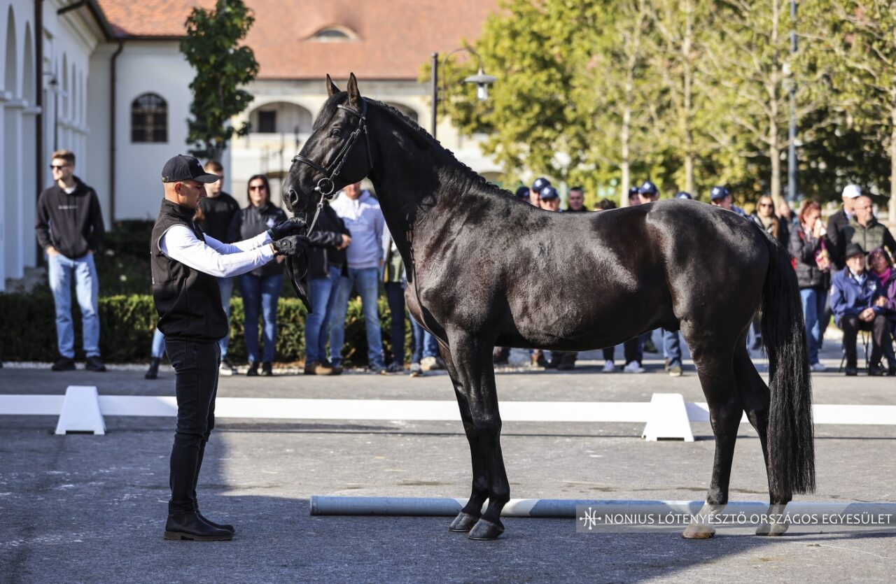 7476 Hortobágy Nonius-66 Izsóp