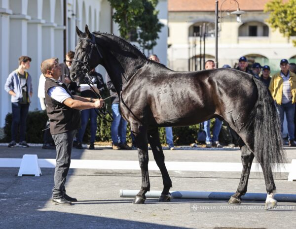 Vilmány Nonius-293 Gedeon