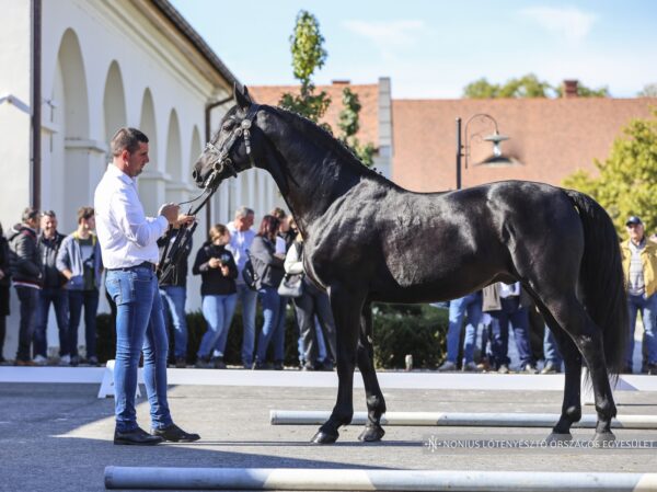 7479 Olaszfa Nonius-196 Gemenc