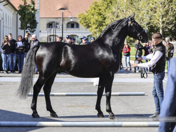 7478 Nonius IV-150 Egon