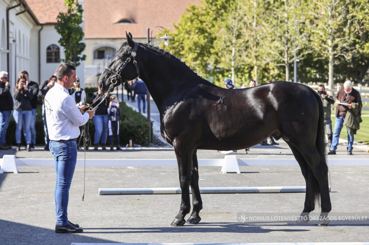 7480 Olaszfa Nonius-199 Gúnya